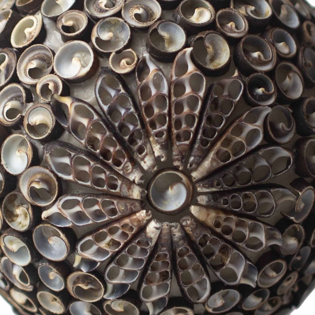Pasir |  Lámpara de Conchas Marinas · 15 cm