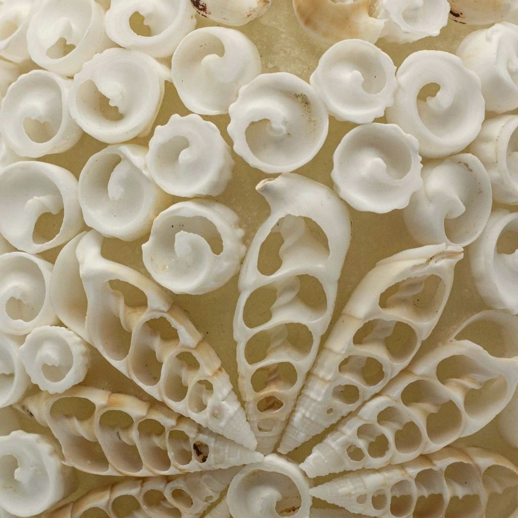 Sanur|  Lámpara de Conchas Marinas · 15 cm